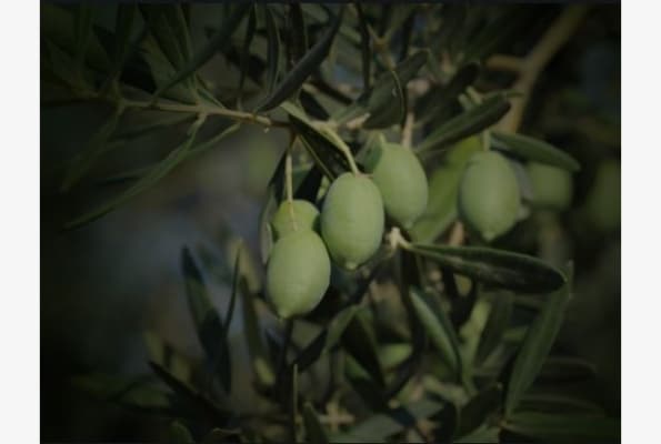 ethnika-programmata-eleagro-02